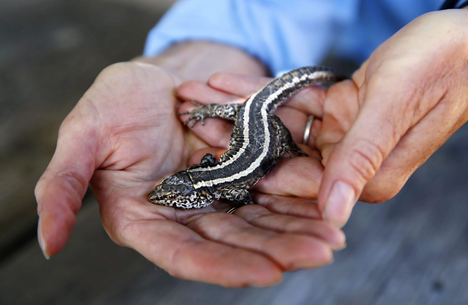 Wildlife biologist Melissa Booker holds an island night lizard found beneath a rock on San Clemente Island, Calif., on July 13, .