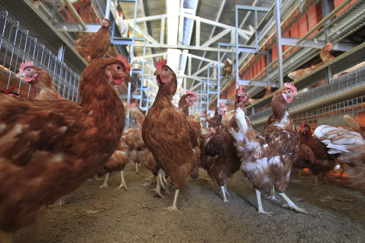 Chickens roam at the facility for Hilliker&#039;s Ranch Fresh Eggs, a family business since 1942 in Lakeview, Calif. McDonald&#039;s recent decision to transition to &quot;cage-free&quot; eggs may prove to be a tipping point in the industry. (Allen J.
