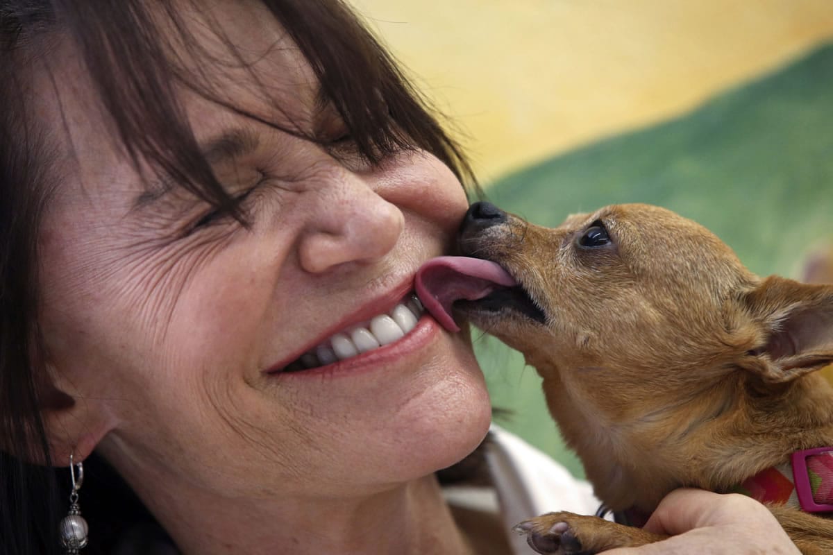 Muttville founder Sherri Franklin gets a lick from one of her senior dogs at her shelter in San Francisco Sept.