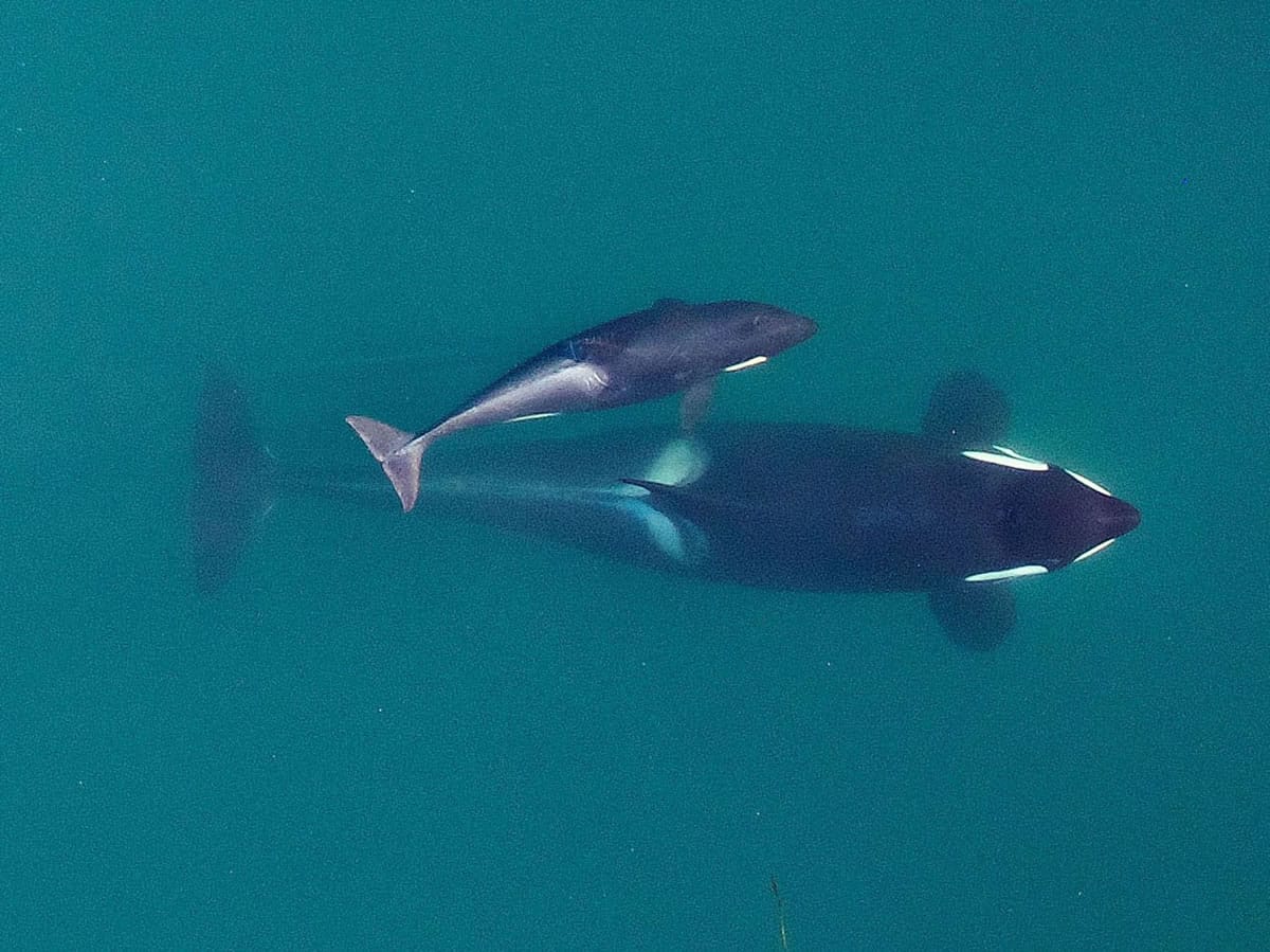 An adult female orca, identified as J-16, is photographed in September as she&#039;s about to surface with her youngest calf, born earlier in the year, near the San Juan Islands in Puget Sound. Federal biologists flying a drone have taken thousands of rich images of endangered Puget Sound orcas, showing the whales are in good condition this year.