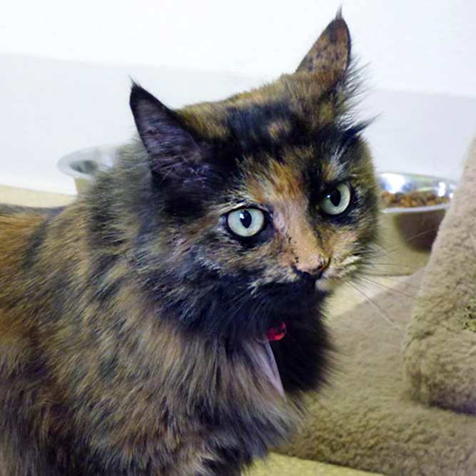 Pretty is just that: a very pretty, 5-year-old tortoiseshell female cat. Picture this beautiful, friendly girl curled up in your lap getting her hair brushed. You will fall in love with her! She is housetrained and good with children of all ages as well as other cats. These pets are among those available for adoption from 9 a.m. to 1 p.m. Monday through Sunday (or by appointment) at West Columbia Gorge Humane Society, 2675 S. Index St., Washougal. Adoption fees include spay/neuter, microchip, vaccinations and flea treatment.