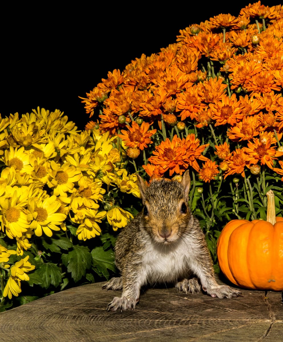 Pumpkins can attract snacking squirrels.