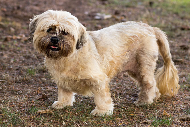 Treats and belly rubs are all you need to win this gentleman over. Spencer, a 9-year-old Lhasa mix loves to cuddle, knows sit and walks well on a leash. He&#039;s ready to meet any kids or dogs he&#039;d live with, and is ready to jump in your lap! Come meet him today.