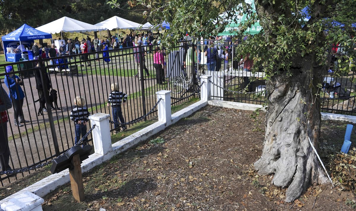 It may be structurally unsound on the inside, but Vancouver&#039;s Old Apple Tree keeps putting out vigorous new growth at its extremities. On Saturday, the city of Vancouver held a 189th birthday party for the tree that&#039;s considered the &quot;matriarch&quot; of the Pacific Northwest apple industry.