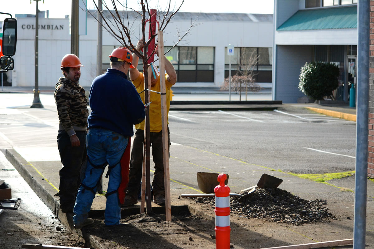 A crew from City Wide Tree Services plants new paperbark maple trees on Dec. 19 in front of Sunrise Bagels in downtown Vancouver.