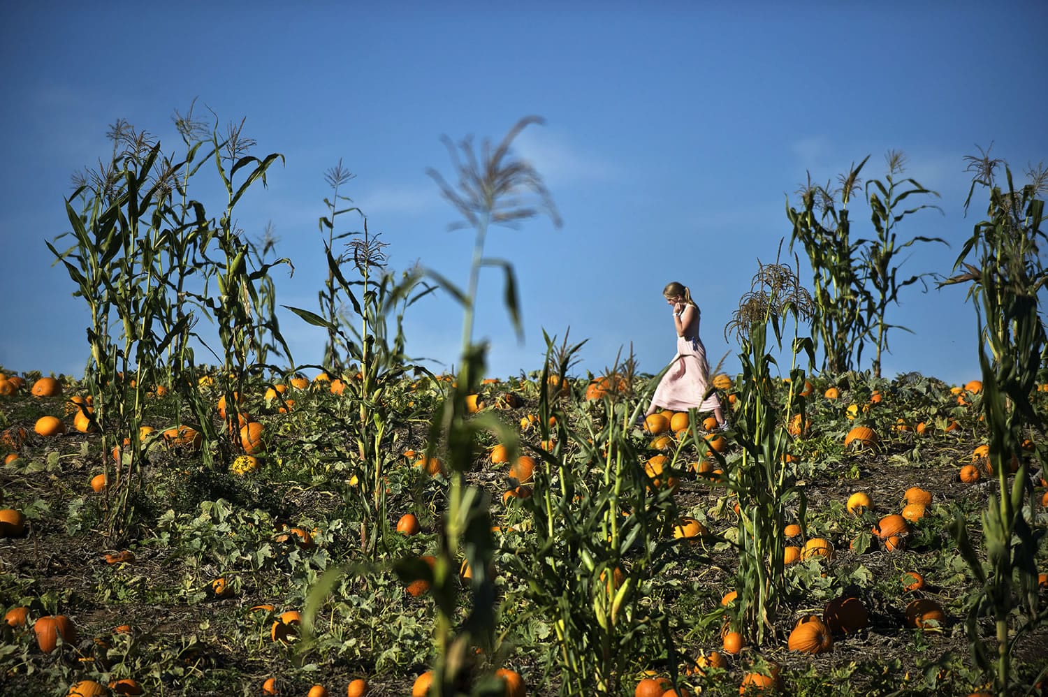 Halley Copper, 11, of Battle Ground, walks through the pumpkin patch at Bi-Zi Farms in October 2014.