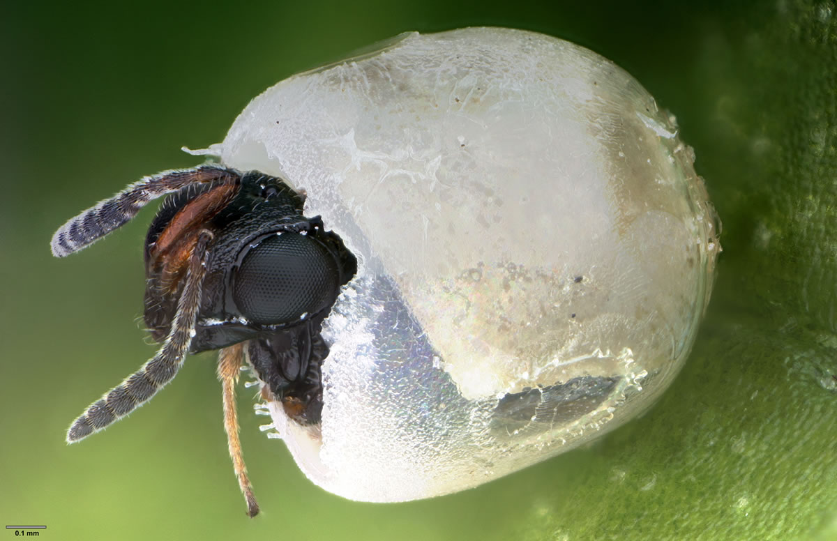 The tiny wasp known as trissolcus japonicus kills the brown marmorated stink bug by laying eggs inside the stink bug&#039;s egg clusters. When the wasp hatches, it eats the stink bug egg from within, killing it, then emerges as an adult wasp. (Courtesy of Elijah Talamas, U.S.