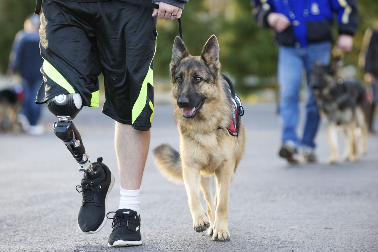 Justin Carey trains his new service dog Shiva, Wednesday, December 3, 2014. Carey lost his leg in a crash earlier this year and is training the dog with military veterans.