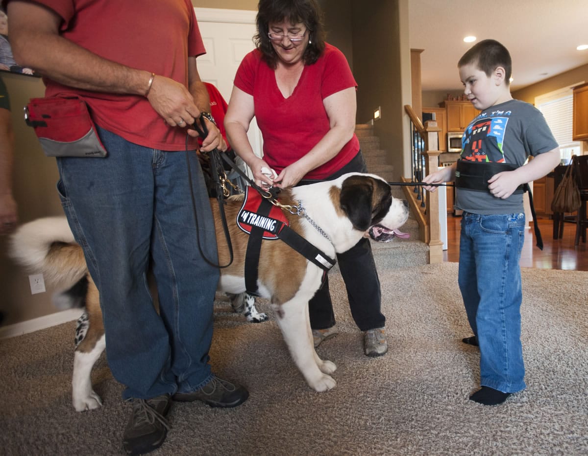 Kirsten Becker, executive director of Autism Anchoring Dogs, center, attaches a tether connecting Saint Bernard Andy to 9-year-old Deklan Montes, who has autism, in the Montes family&#039;s  Vancouver home.