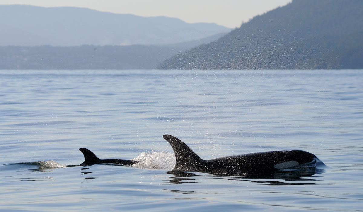 A new baby orca whale swims near its mother Tuesday near Vancouver Island in the Canadian Gulf Islands of British Columbia. The newborn is being called J-50.