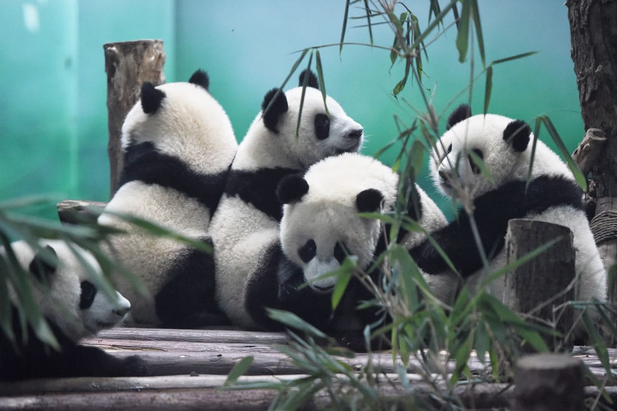 Pandas in the Chengdu Research Base of Giant Panda Breeding, China.