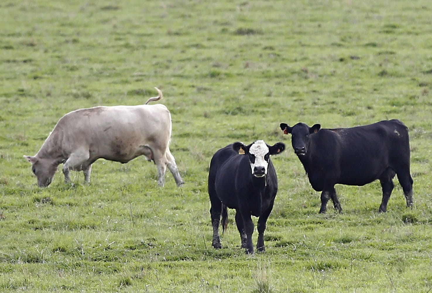 Cattle graze in a field near Sacramento, Calif., on Wednesday. Gov. Jerry Brown announced Saturday that he has signed legislation on limiting the use of antibiotics in healthy livestock.