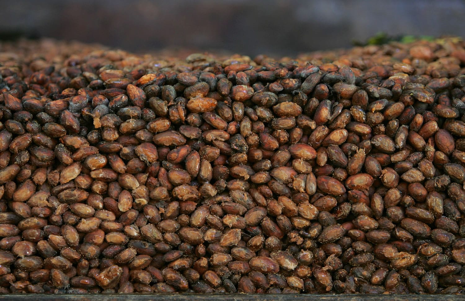 Organic cocoa beans in storage at a factory in Ocumare de la Costa, 60 miles west of Caracas, Venezuela.