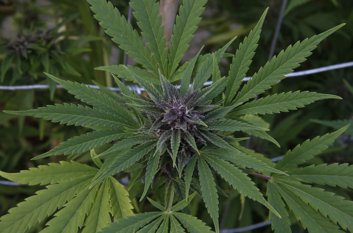 A marijuana plant grows at the River Rock marijuana growing facility in Denver.
