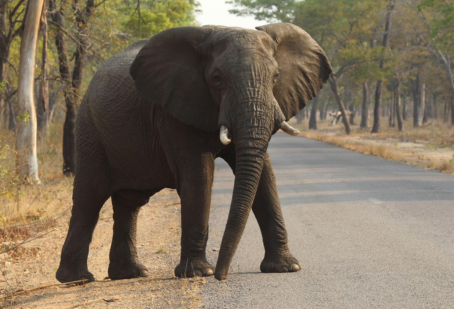 An elephant crosses a road in Hwange National Park, Zimbabwe, about 700 kilometres south west of Harare. Cancer is much less common in elephants than in humans, even though the big beasts&#039; bodies have many more cells.