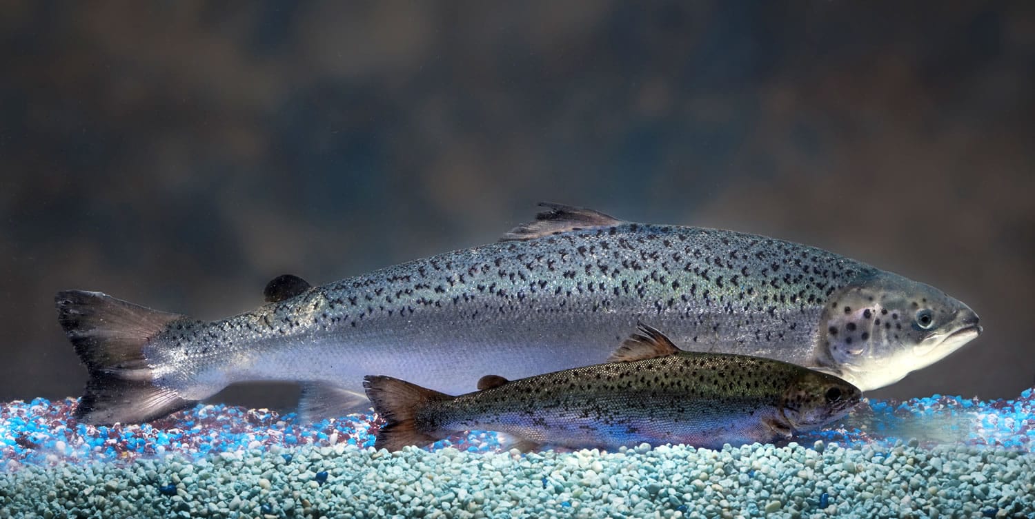 AquaBounty Technologies
This 2010 photo shows two same-age salmon, a genetically modified salmon, rear, and a nongenetically modified salmon, foreground.