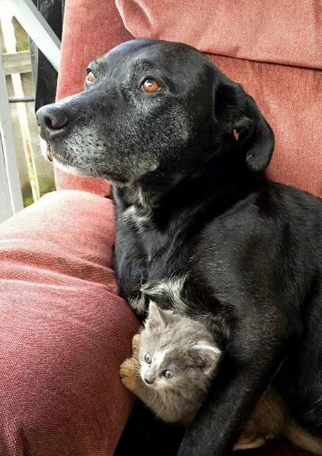 Atilla keeps kitten Jack close. Jack was found and rescued by the other dog in Atilla&#039;s household, Chaos.
