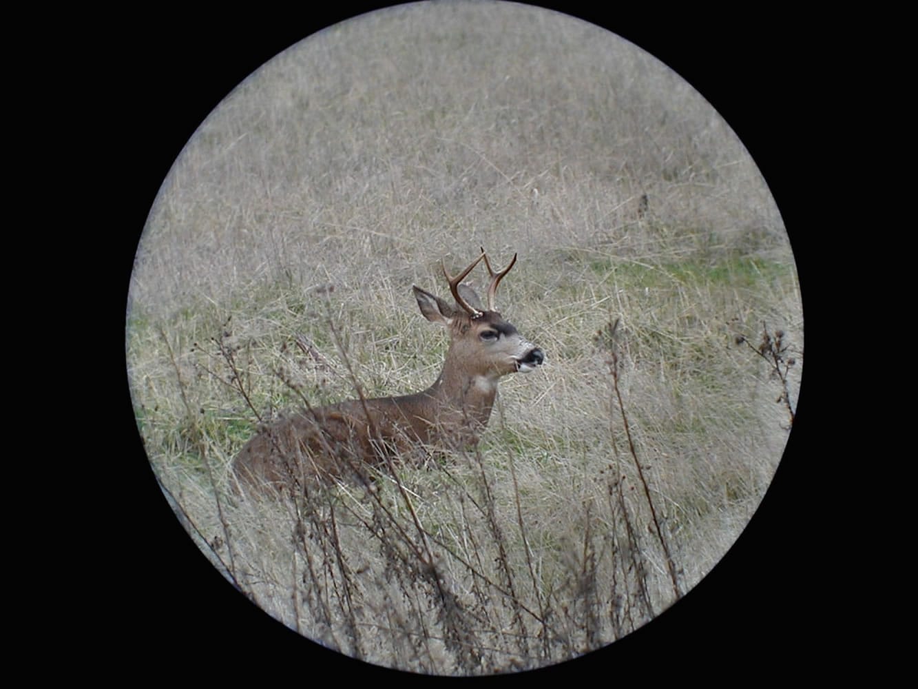 The total harvest of buck deer in Southwest Washington varies little from year to year.