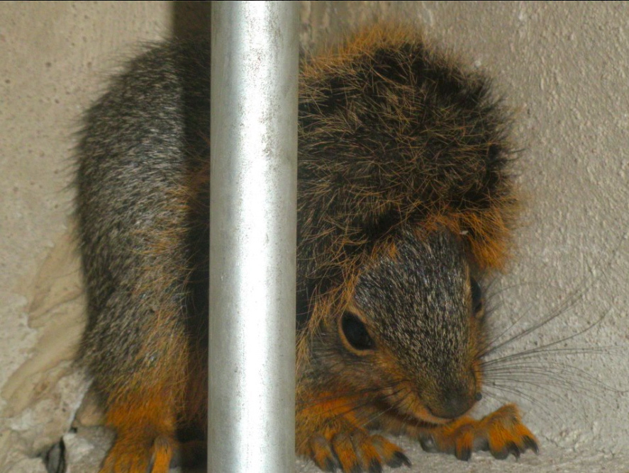 A young squirrel makes itself right at home in a residential attic.  Oklahoma City-based Ned Bruha says the best bet for getting the rodents out of your roof is letting them hunker down until they were ready to leave the attic on their own -- and then provide them a one-way door for doing so.