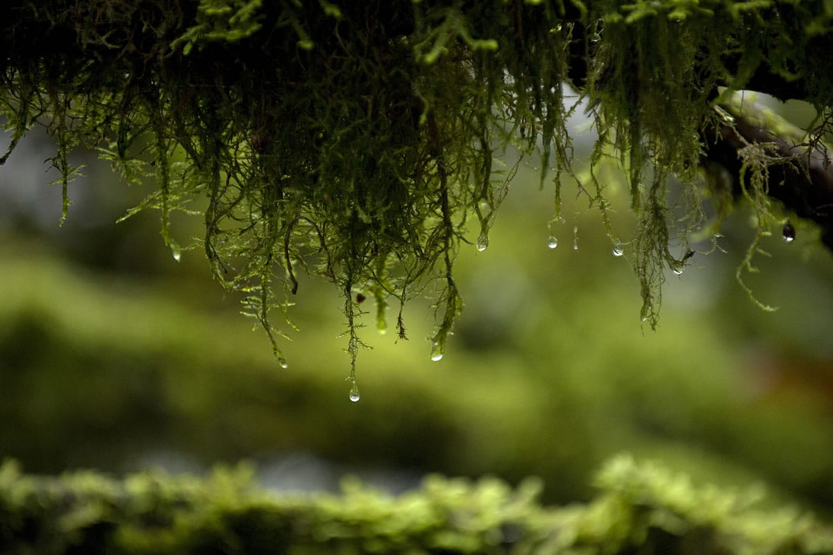 Water drips from moss on tree limbs along the Lacamas Heritage Trail.