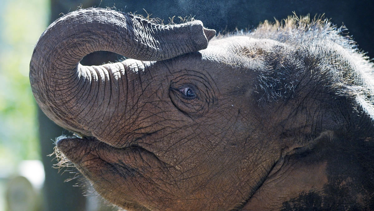 Then-6-month-old Malee curls her trunk in 2011 at the Oklahoma City Zoo in Oklahoma City. The zoo said in a statement that now 4-year-old Asian elephant Malee died Thursday.