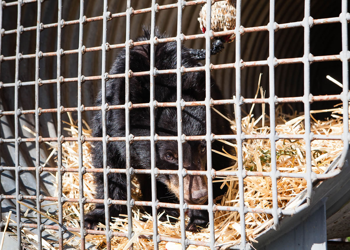 A bear cub, which was found wandering near the Bear River near Chinook, sits in a trap on Oct. 20 to give his mother one last chance to find him. He has been taken to a wildlife rehabilitation facility by the Washington Department of Fish and Wildlife after being discovered by the Hazen family, who fed him apple slices. (Natalie St.