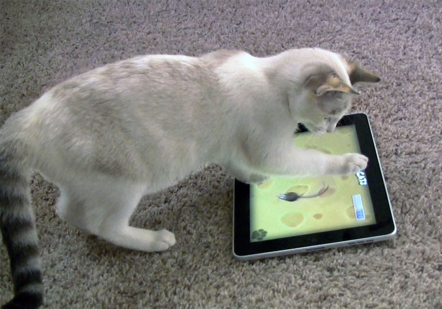 Maxine the cat plays &quot;Game for Cats&quot; on an iPad in Valencia, Calif.