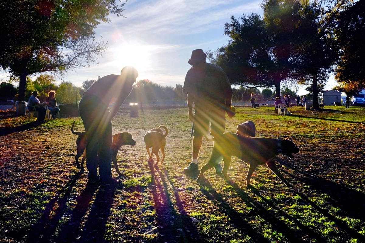 Visitors and their dogs take advantage of a sunny afternoon at the Sepulveda Basin Dog Park in the Encino section of Los Angeles. Millions of children, seniors and postal carriers were bitten by dogs across the country in 2014. California led the way in insurance claims filed, settlements paid and postal carriers bitten.