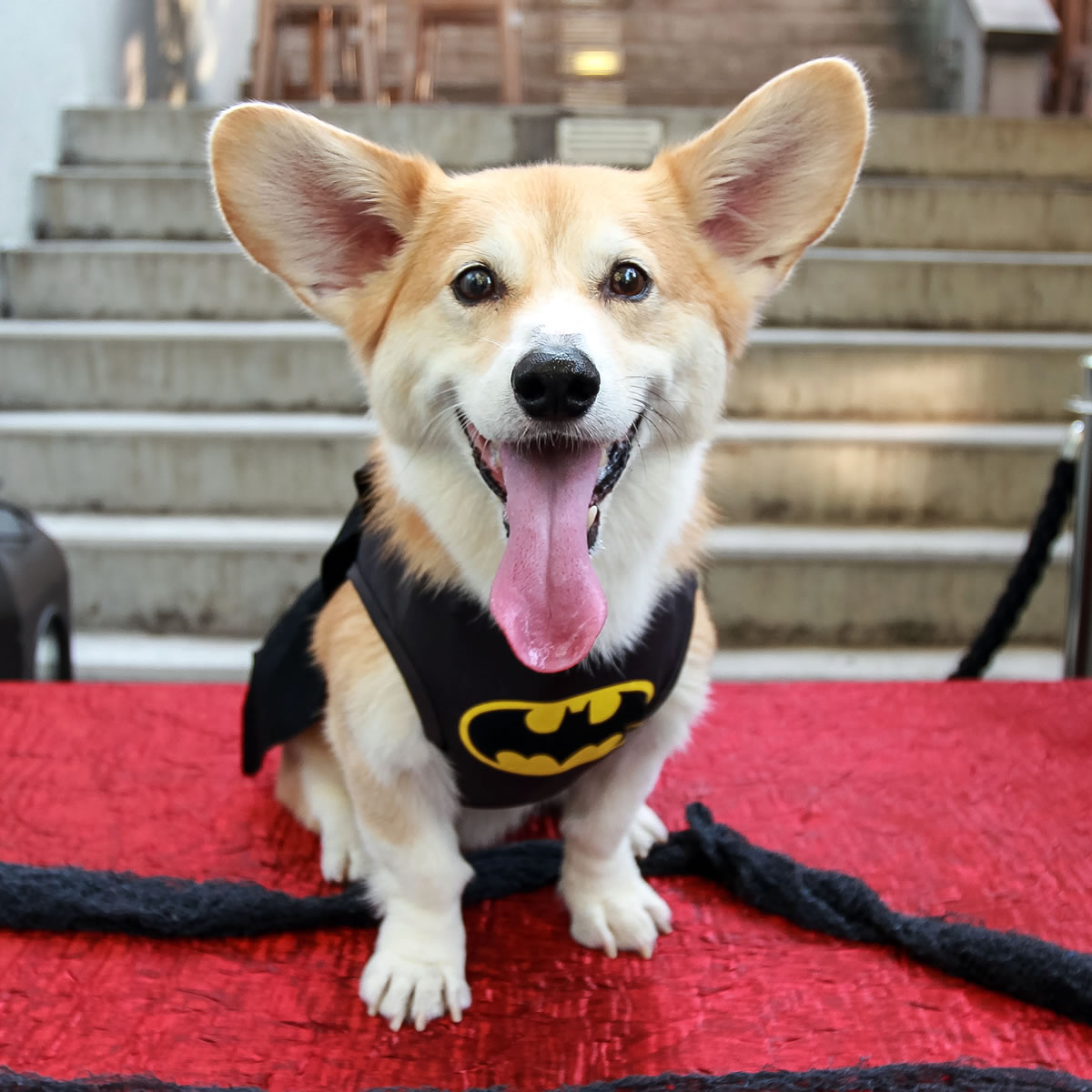 Marc Dalangin&#039;s Welsh corgi, Wally, is dressed in a Batman costume for Halloween in New York. Wally, who also has dressed as a banana, a dinosaur, Michael Jackson and Elvis, is a star on Instagram, with 63,000 followers, and Facebook, with 12,000 followers.