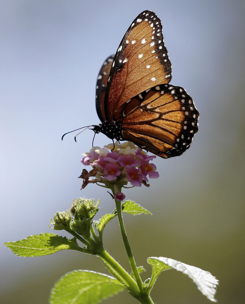 A monarch butterfly lands on a flower Sept. 20 in San Antonio, Texas.