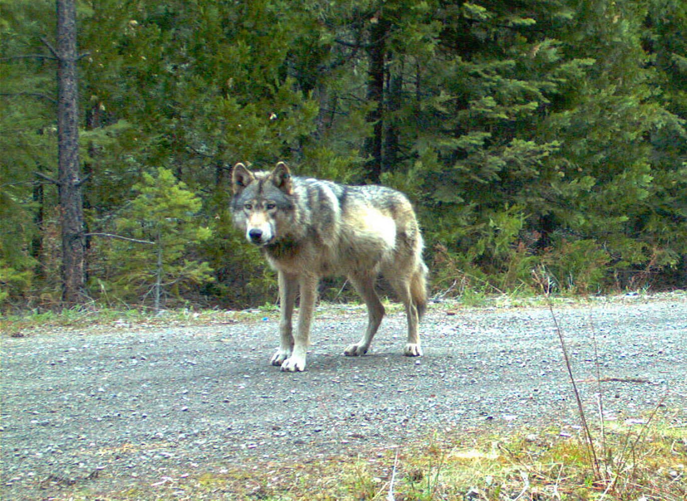 The wolf OR-7 is seen May 3, 2014, on the Rogue River-Siskiyou National Forest in southwest Oregon. The GPS collar that allowed people around the world to track the movements of Oregon&#039;s famous wandering wolf has stopped working. State officials say the battery has died, and efforts to put a new collar on OR-7 were unsuccessful.