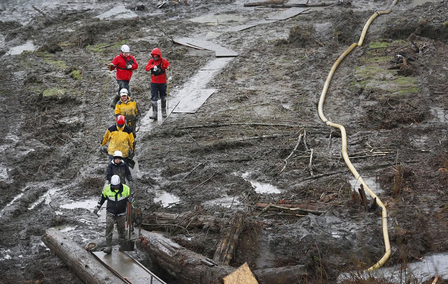 Search and rescue teams walk through a field of mud on a path of plywood at the west side of the mudslide on Highway 530 near mile marker 37  in Arlington on Sunday.