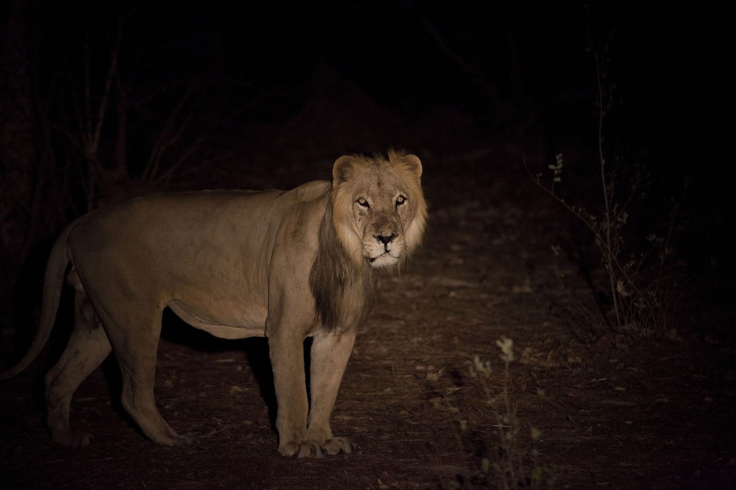 A lion prowls in Senegal&#039;s Niokolo-Koba National Park in 2011.