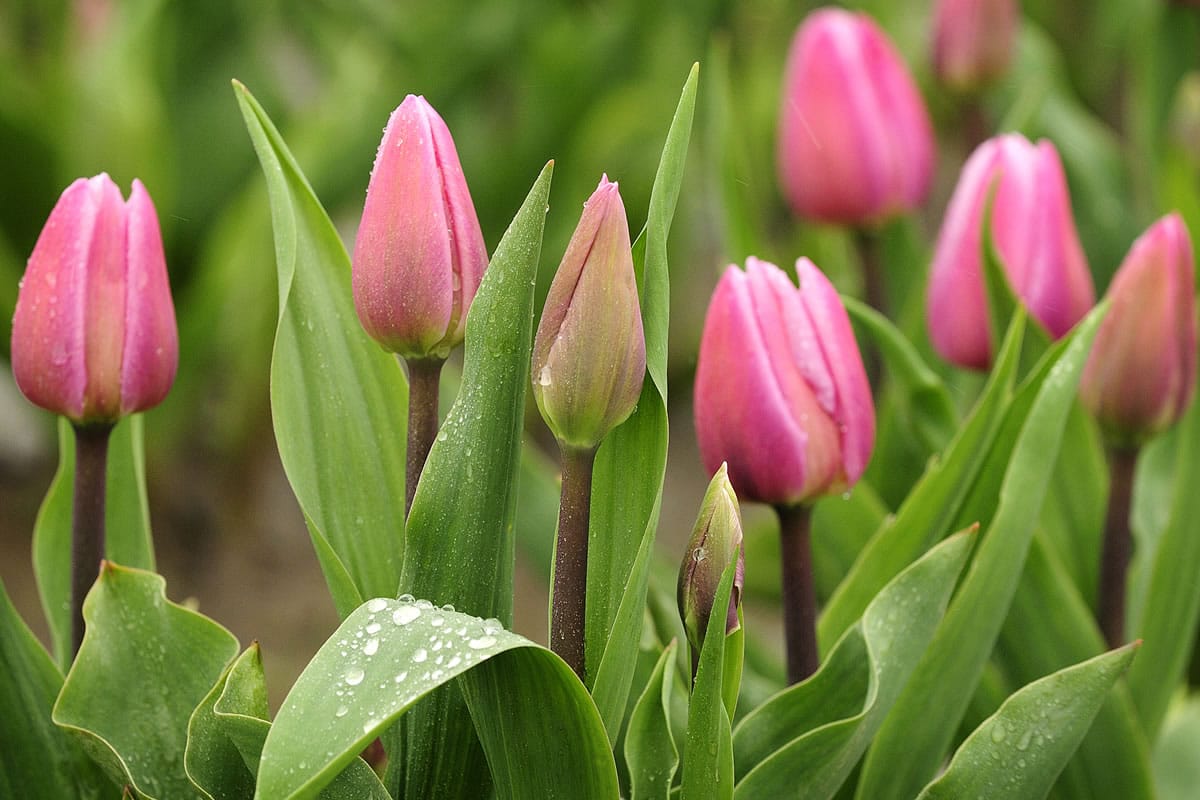 The Aafke tulip &quot;stands up well to wind and rain,&quot; according to a bulb brochure at Holland America Bulb Farm gift shop in Woodland.
