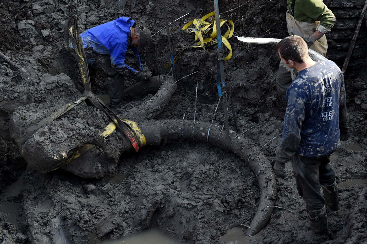 University of Michigan professor Dan Fisher, top left, leads a team of Michigan students and volunteers as they excavate woolly mammoth bones found on a farm near Chelsea, Mich.