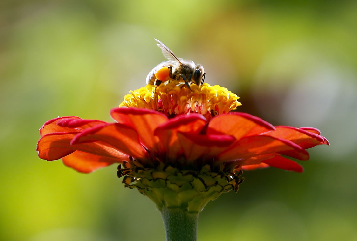 FILE - In this Sept. 1, 2015, file photo, a honeybee works atop gift zinnia in Accord, N.Y. While scientists have documented cases of tiny flies infesting honeybees, causing the bees to lurch and stagger around like zombies before they die, researchers don?t know the scope of the problem. Now they are getting help in tracking the honeybee-killing parasite from ZomBee Watch, created in 2012 by John Hafernik, a biology professor at San Francisco State University.