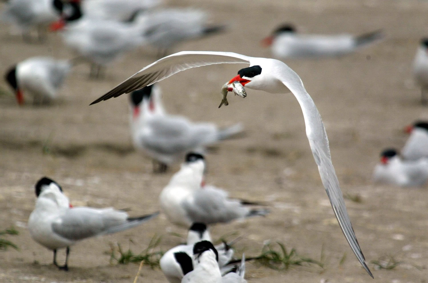 Caspian terns are plentiful in the Columbia River estuary.