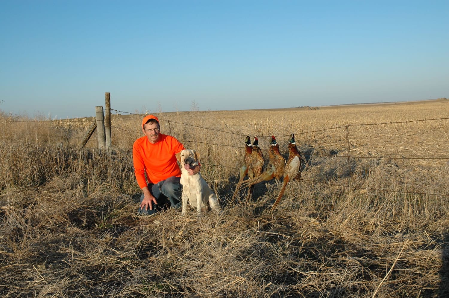 Pheasant hunting in Eastern Washington has fallen on hard times since these roosters were shot.