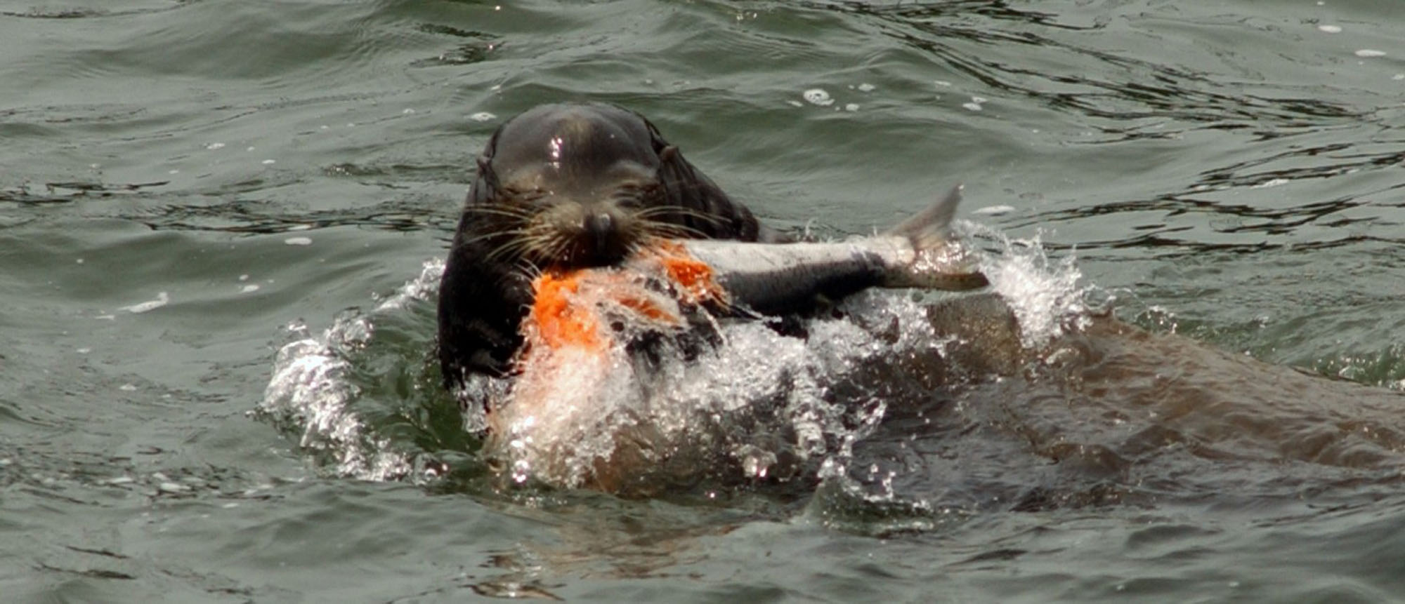 Sportsmen say sea lions now are in the lower Columbia River most months of the year.