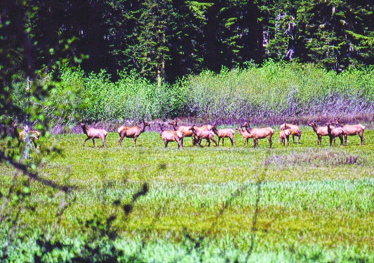 These were were loafing and feeding in Spencer Meadow in the upper North Fork of the Lewis River area of the Gifford Pinchot National Forest.