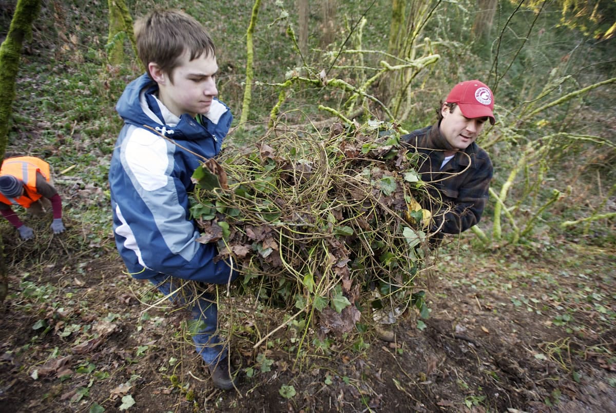 Daniel Bomber, 17, left, and Vancouver City Councilman Bart Hansen clear ivy from the Blanford Canyon Nature Trail as part of the 2013 Martin Luther King Day of Service.