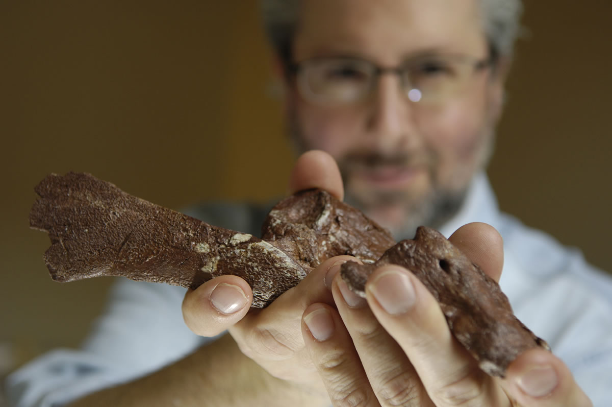 Neil Shubin, associate dean of organismal and evolutionary Biology at the University of Chicago, holds part of a fossil from Tiktaalik roseae, a newly discovered species.