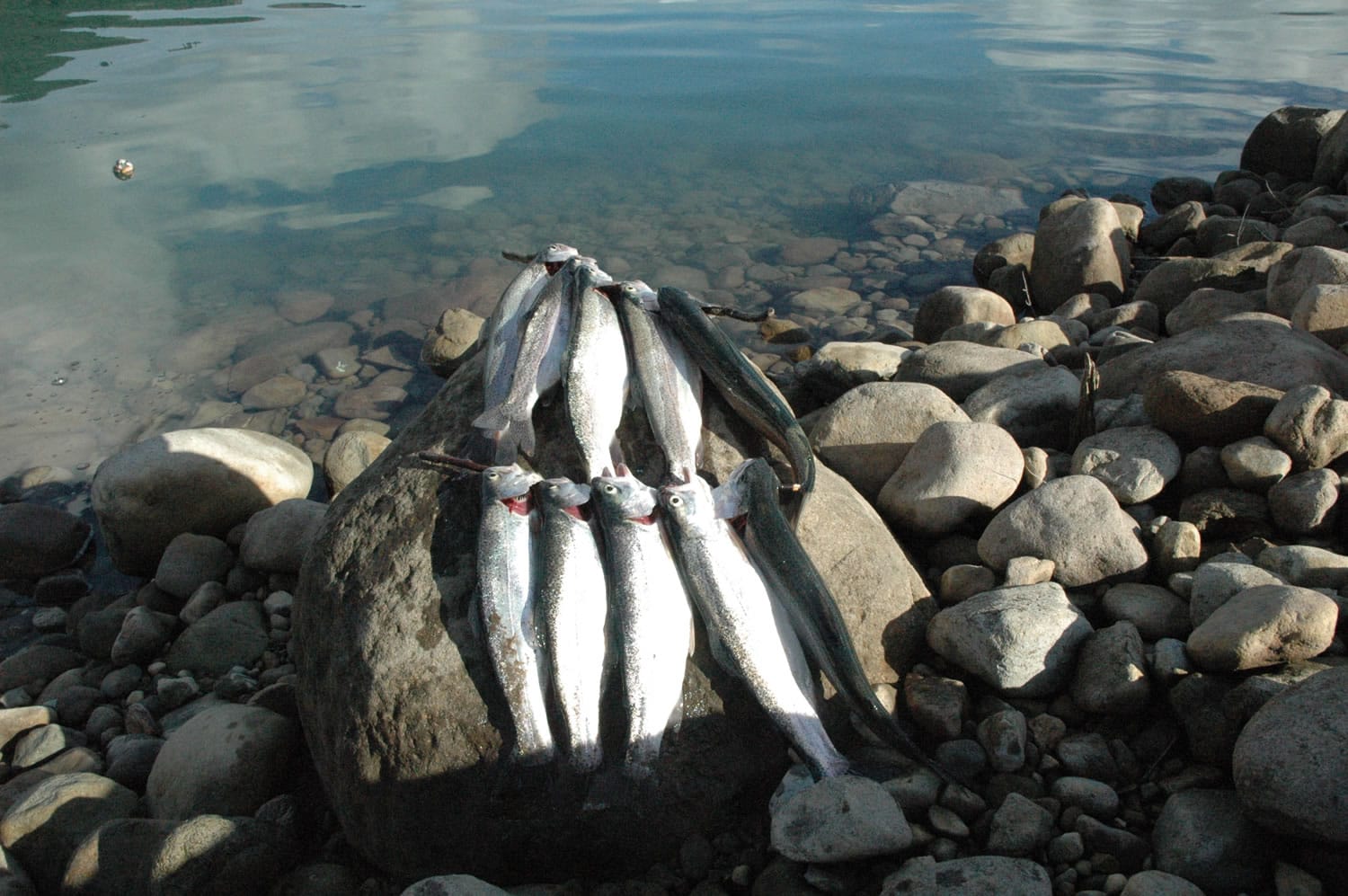 These rainbow trout were caught in early November at Swift Reservoir.