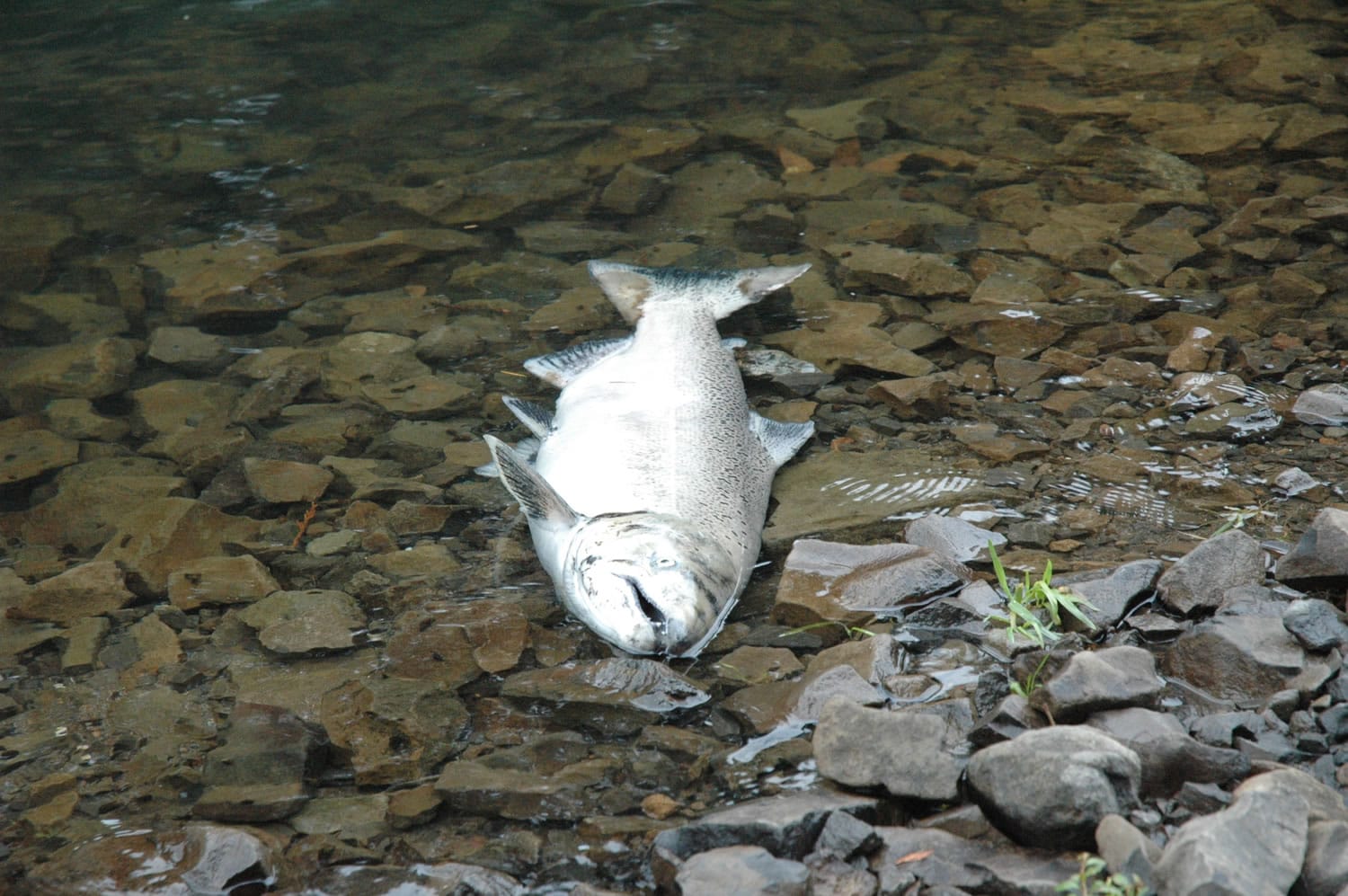 End of the line: A dead fall chinook salmon floats in the North Fork of the Lewis River near the Cedar Creek boat ramp.