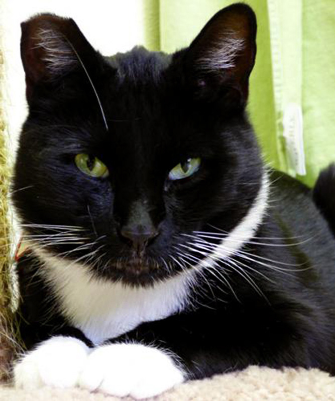 Aren&#039;t I the finest-looking cat you&#039;ve ever seen? I&#039;m Bobby Sox, and I&#039;d love to be your lap cat! I&#039;m very friendly and get along with people of all ages--oh, and other animals, too. I&#039;m a 2-year-old social boy, and I&#039;m housetrained. Come meet me and fall in love today.