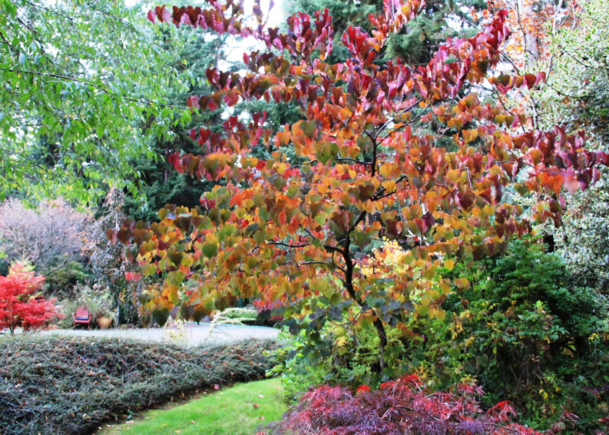 Cooler days and crisp nights bring a blaze of autumn color to the garden.