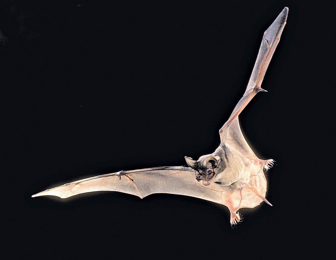 Scientists have discovered a virus closely related to SARS in bats in China that can infect human cells.