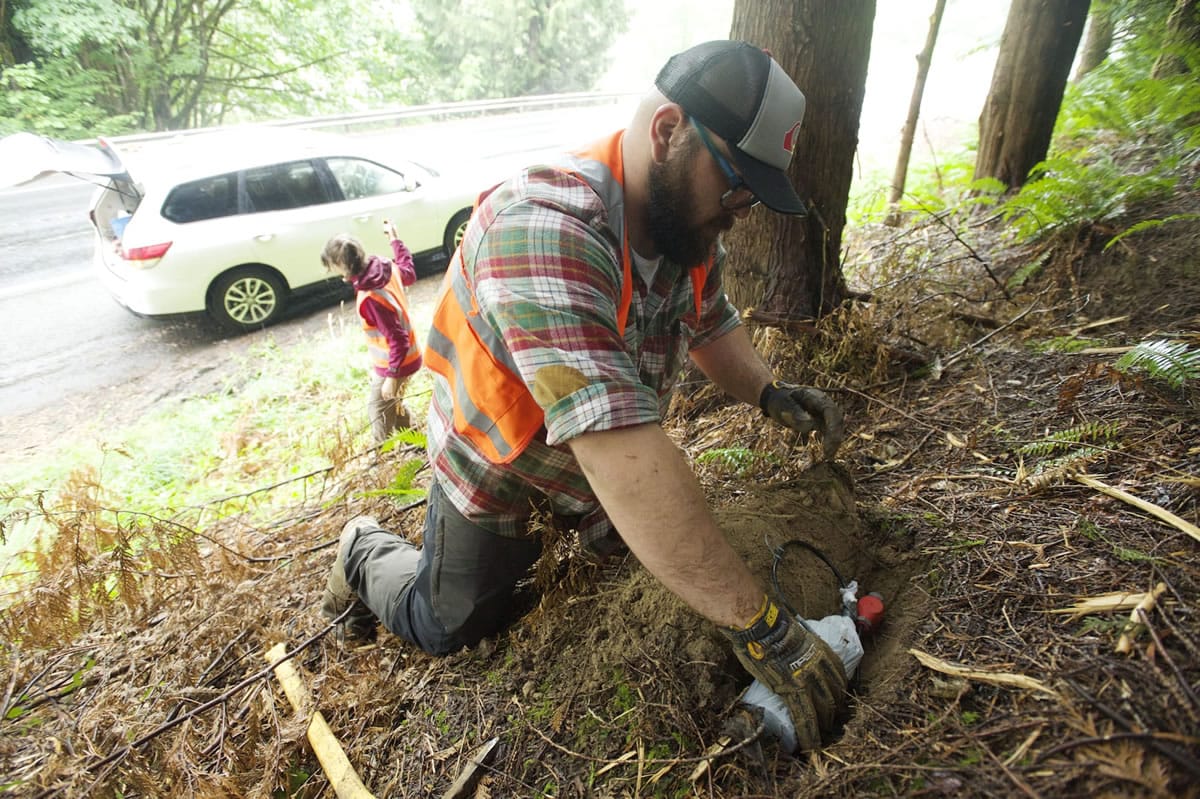 Volunteer Nick Lock plants seismic sensors along state Highway 503 east of Woodland in preparation for detonation tests in July 2014 aimed at giving scientists a better look at what is happening below Mount St. Helens.