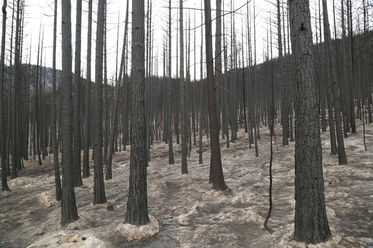 On Aug. 14, lightning caused a wildfire to burn in Central Washington&#039;s Methow Valley. The fire burned 6,761 acres of land and left large swaths of forest charred.