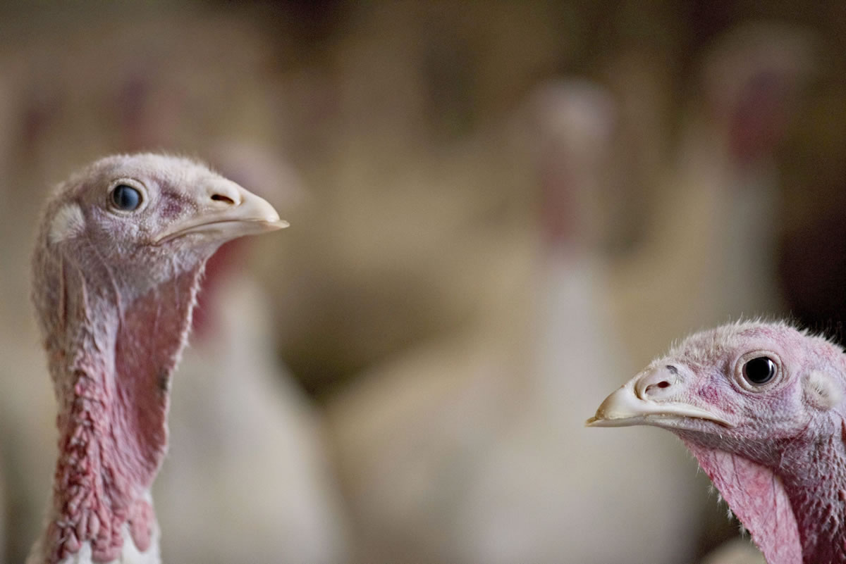 Wholesale costs for turkeys are at a record level.